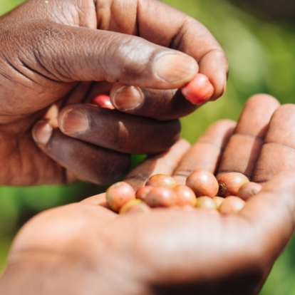 The hands of farmers inspecting coffee beans that they have just picked.