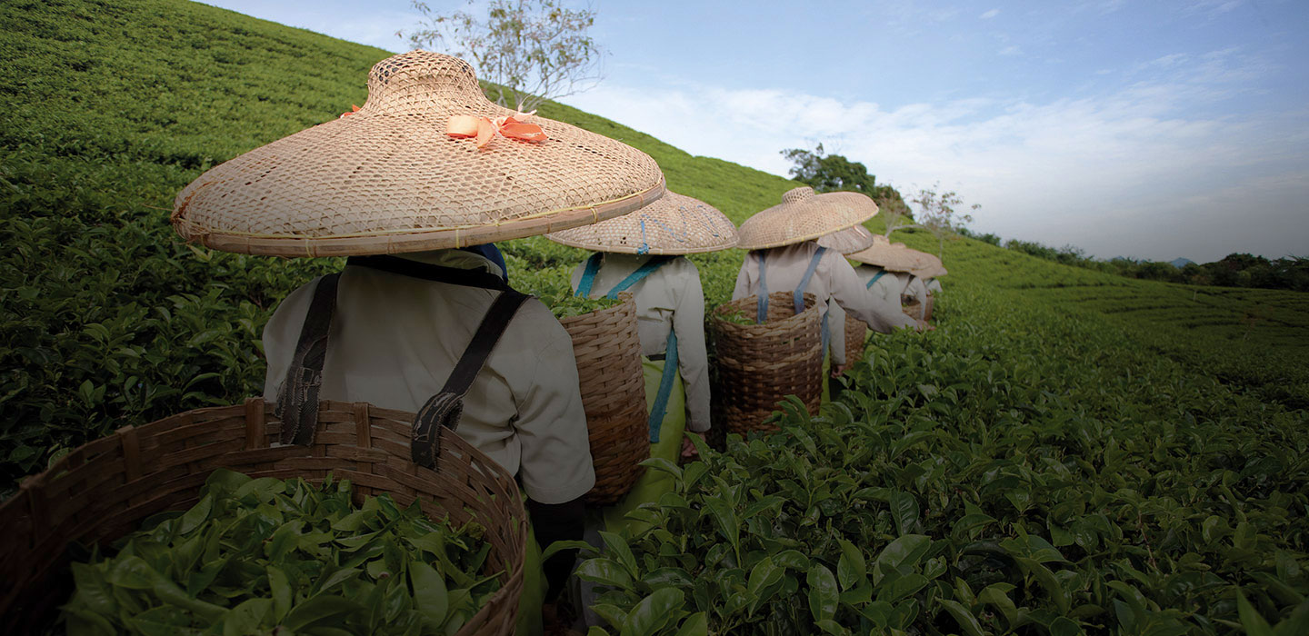 People walking between tea leafs
