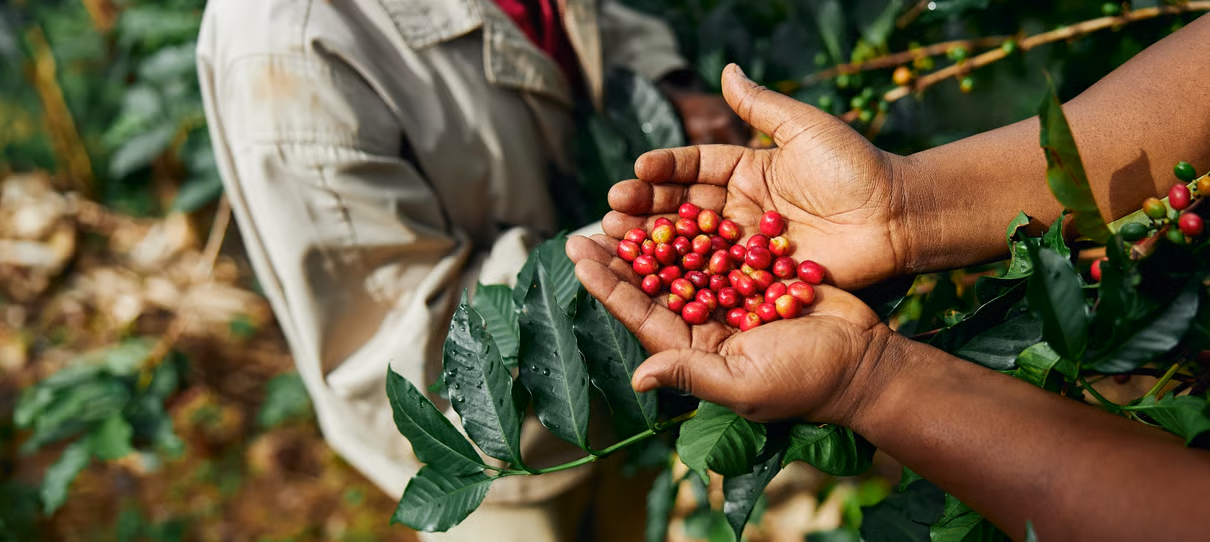 GB Coffeeberriessustainability