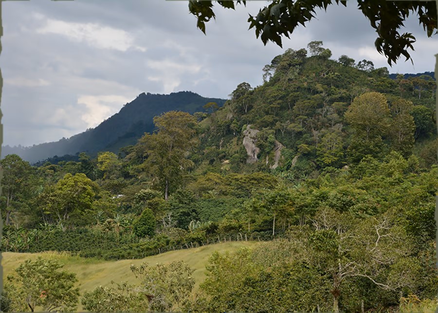GB-honduras-coffee-landscape