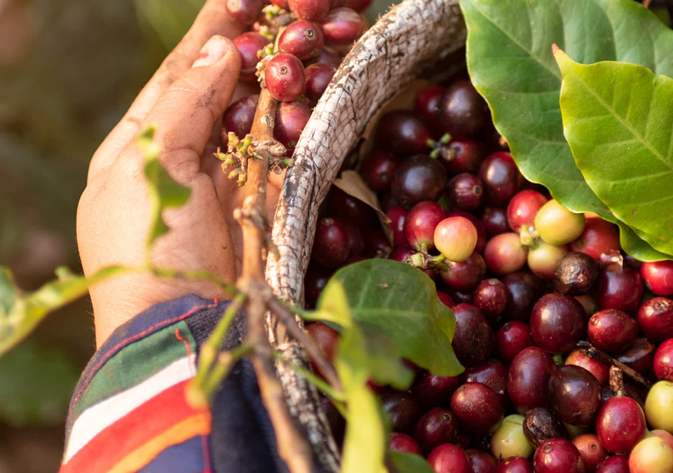 Hand holding coffee berries